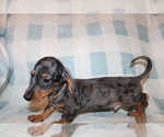 Small #2 Dachshund