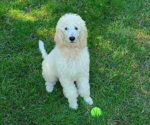 Poodle (Standard) Puppy for sale in VIRGINIA BEACH, VA, USA