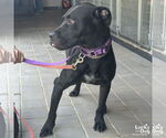 Small American Pit Bull Terrier-Labrador Retriever Mix