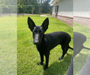 German Shepherd Dog-Unknown Mix Dogs for adoption in Imlay City, MI, USA