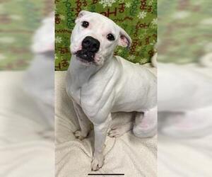 Clara - Female Boxer-Unknown Mix Dog for Adoption - Photo #11