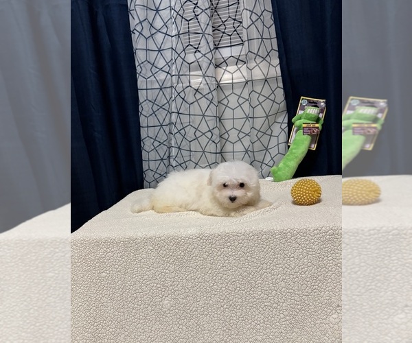 Medium Photo #1 Morkie Puppy For Sale in BENSON, NC, USA