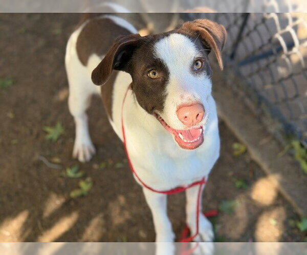 Medium Photo #1 Mutt Puppy For Sale in Tulsa, OK, USA