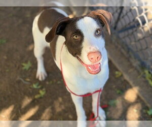 Mutt Dogs for adoption in Tulsa, OK, USA