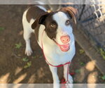 MISTER - Male Mutt Dog for Adoption - Small photo