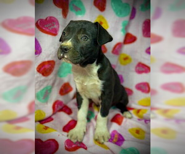 Medium Photo #1 Bulldog-Labrador Retriever Mix Puppy For Sale in Pleasanton, TX, USA