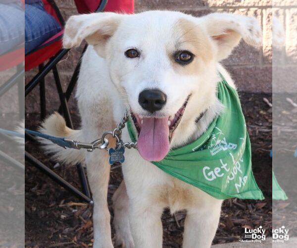 Medium Photo #3 Collie-Great Pyrenees Mix Puppy For Sale in Washington, DC, USA