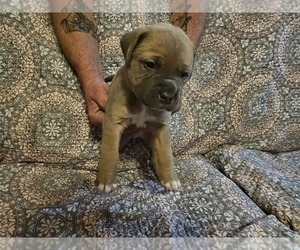 Cane Corso-Presa Canario Mix Puppy for sale in CASSATT, SC, USA