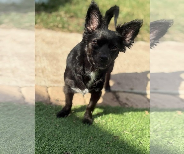 Medium Photo #1 Chion Puppy For Sale in Princeton, MN, USA