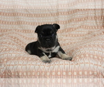 Puppy Scout French Bulldog