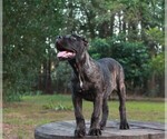 Small #2 Cane Corso