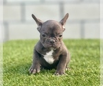 Small Photo #7 French Bulldog Puppy For Sale in FRESNO, CA, USA
