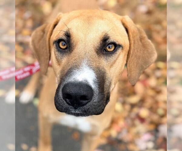 Medium Photo #6 Mutt Puppy For Sale in Canton, CT, USA