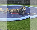 Small #7 Siberian Husky