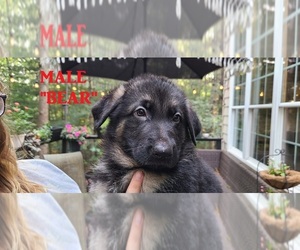 German Shepherd Dog Puppy for sale in WOOD RIVER JT, RI, USA