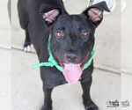 Small #3 Labrador Retriever-Retriever  Mix