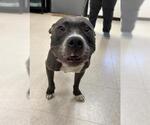 Small Staffordshire Bull Terrier