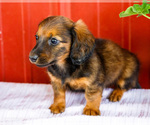 Small #4 Dachshund