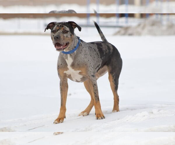 Medium Photo #2 Labrador Retriever-Unknown Mix Puppy For Sale in Rustburg, VA, USA