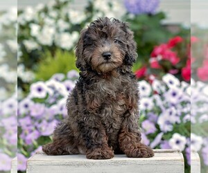 Goldendoodle (Miniature) Puppy for sale in LITITZ, PA, USA