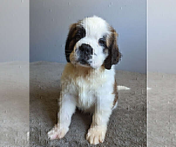 Medium Photo #10 Saint Bernard Puppy For Sale in PALM COAST, FL, USA