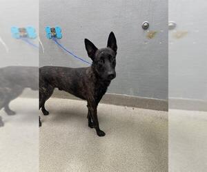 Mutt Dogs for adoption in Las Vegas, NV, USA