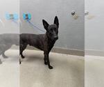 Small Mutt