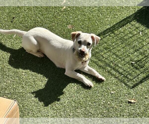 Medium Photo #2 Mutt Puppy For Sale in Escondido, CA, USA