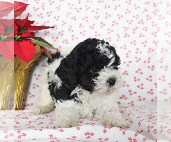 Medium Photo #6 Havashu-Poodle (Miniature) Mix Puppy For Sale in QUARRYVILLE, PA, USA