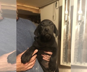 Labrador Retriever Puppy for sale in LINTON, IN, USA