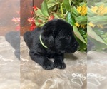 Small #8 Labrador Retriever