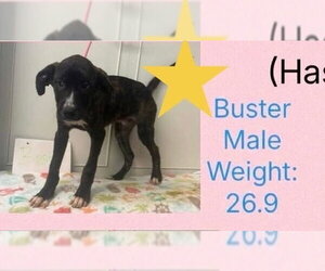 Beloved Babes : Buster - Male Boxer-Great Pyrenees Mix Dog for Adoption - Photo #4