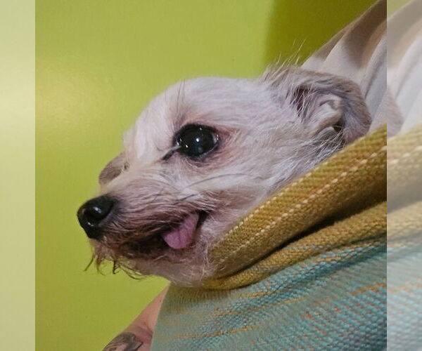 Medium Photo #1 ShiChi Puppy For Sale in Aurora, IN, USA