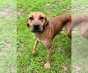 Mutt Dogs for adoption in Hilton Head, SC, USA