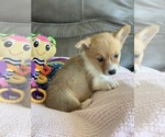 Small Photo #5 Pembroke Welsh Corgi Puppy For Sale in BILLINGS, MO, USA