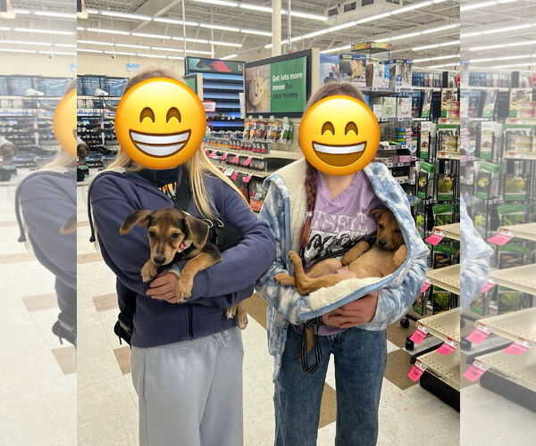 Medium Photo #5 Cheagle Puppy For Sale in Virginia Beach, VA, USA