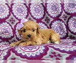 Small Photo #4 Cocker Spaniel-Poodle (Miniature) Mix Puppy For Sale in PEACH BOTTOM, PA, USA