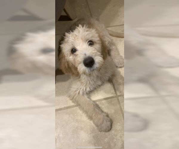 Medium Photo #2 Poodle (Standard)-Spinone Italiano Mix Puppy For Sale in CLEVELAND, OH, USA