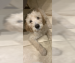 Small Photo #2 Poodle (Standard)-Spinone Italiano Mix Puppy For Sale in CLEVELAND, OH, USA