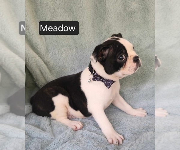 Medium Photo #5 Boston Terrier Puppy For Sale in MINERAL WELLS, WV, USA