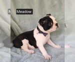 Small #4 Boston Terrier