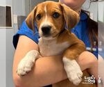Small Photo #2 Labbe Puppy For Sale in Washington, DC, USA