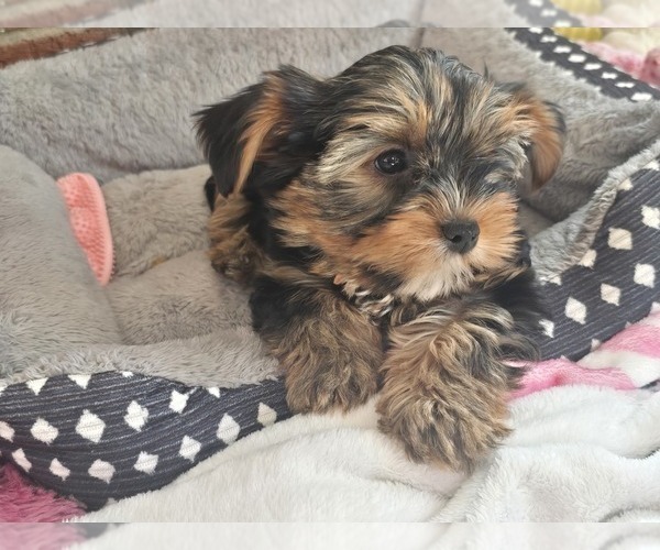 Medium Photo #1 Yorkshire Terrier Puppy For Sale in EAST BRIDGEWATER, MA, USA