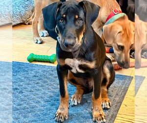 Bubba - Male Mutt Dog for Adoption - Photo #4
