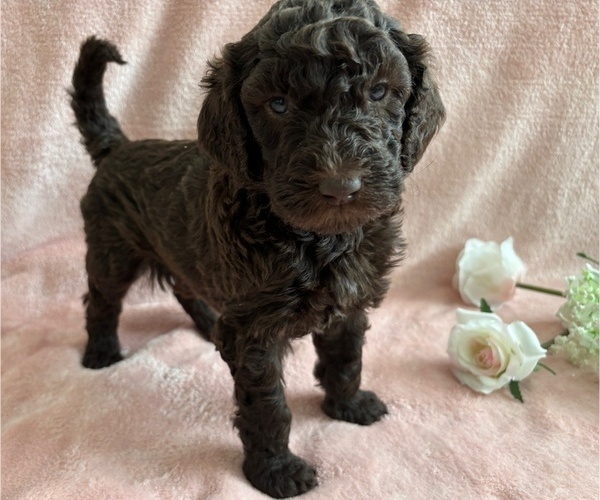 Medium Photo #25 Poodle (Standard) Puppy For Sale in TEMECULA, CA, USA