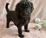 Small #1 Poodle (Standard)