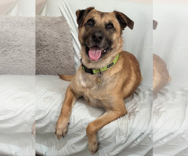 Medium Photo #6 Black Mouth Cur-Unknown Mix Puppy For Sale in Rockaway, NJ, USA