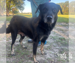 Small #1 Labrador Retriever Mix
