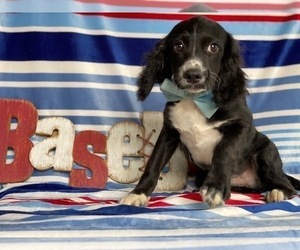 English Springer Spaniel-Poodle (Miniature) Mix Puppy for sale in LANCASTER, PA, USA