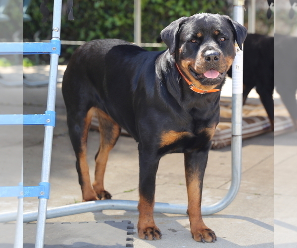 Medium Photo #4 Rottweiler Puppy For Sale in AUGUST F. HAW, CA, USA